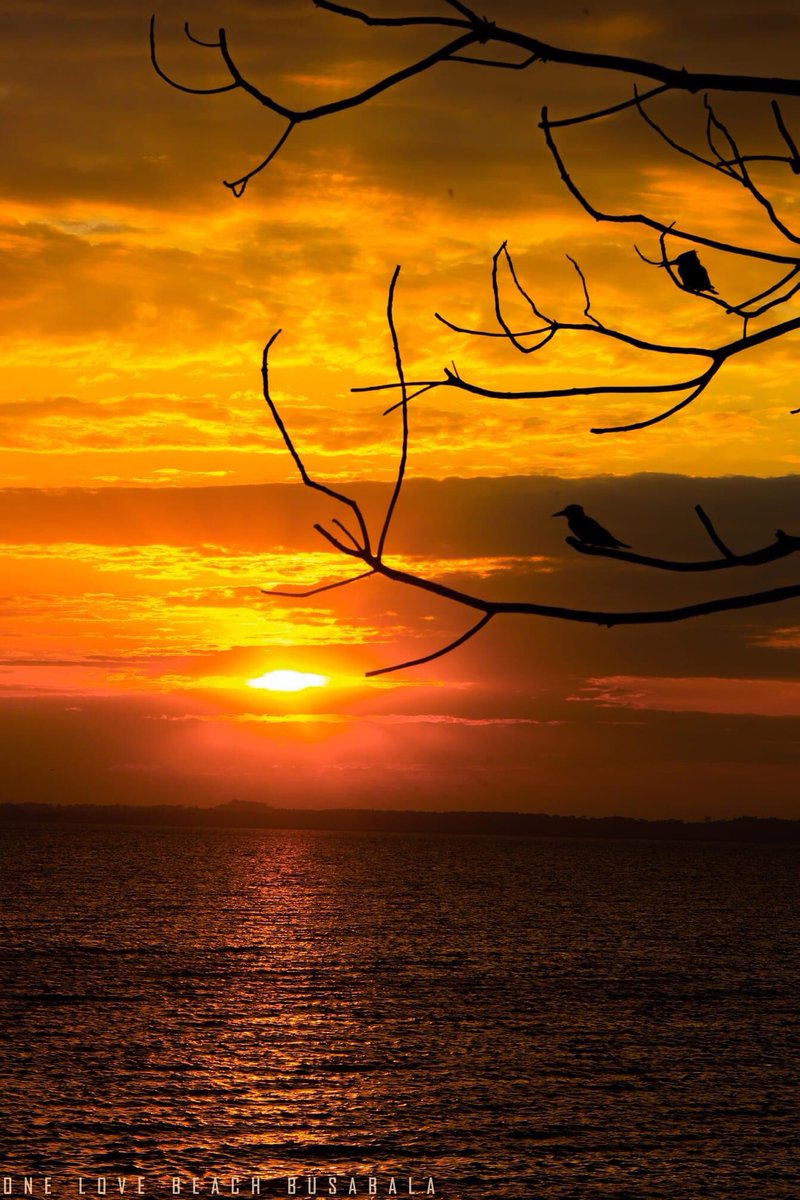 BuffaloSoldierA's tweet photo. “Every sunset is an opportunity to reset. If today wasn’t that much fruitful, don’t fear to start all over again tomorrow. Today's sunset as seen from #OneLoveBeach Busaabala carries a message of #Hope & #NewBeginnings”
~First Lady @BarbieItungoK
#UgandanLivesMatter #RealSunset🌅 https://t.co/F2QqWbncqm
