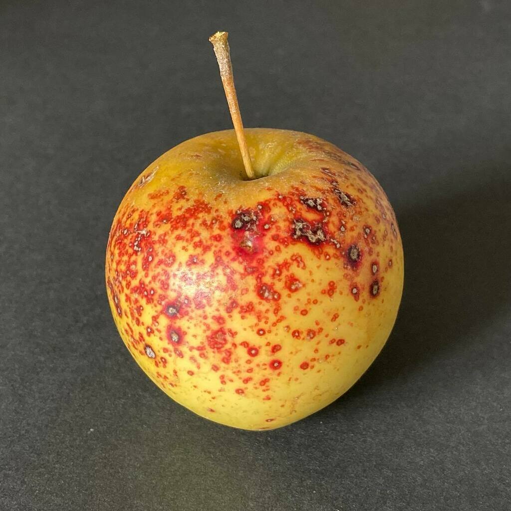 marigoldfinds's tweet photo. Windfall apples from my neighbourβs tree are small and scabby, but the flesh is delicious and some of them are rather lovely to look at despite their imperfections. #windfallapples #apples #growyourown #autumn #beautyinimperfection https://t.co/hlGngDvVKD https://t.co/AhqpoKPuj7