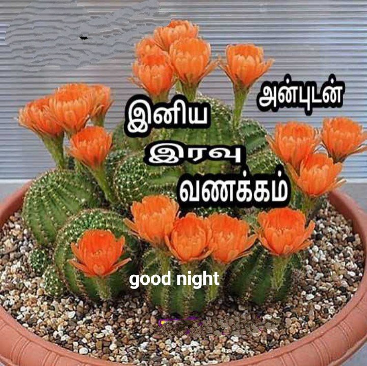 தமிழ் amr tweet media