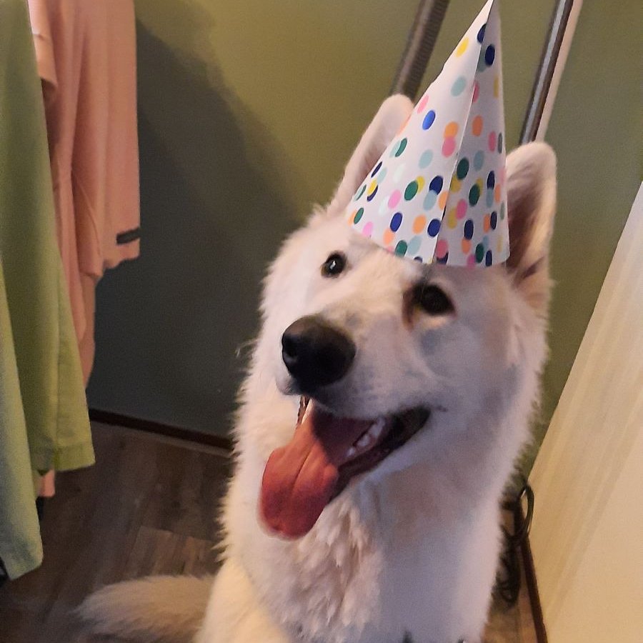 HE'S OFFICIALLY 1 YEAR OLD TODAY! 

HE'S ALREADY EATEN WAY TOO MUCH