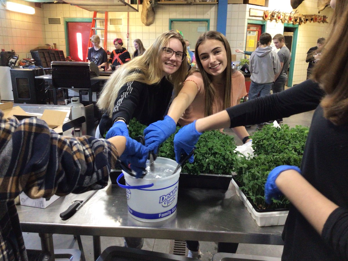 ISD_318's tweet photo. Students in the GRHS Greenhouse and Landscaping class are growing microgreens and providing them to the cafeteria to join the salad bar. Students learned how to bring microgreens from seed to plate safely with high sanitation expectations. #growingknowledge #weare318 https://t.co/WhgKHBYD49