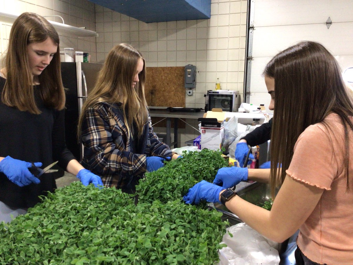 ISD_318's tweet photo. Students in the GRHS Greenhouse and Landscaping class are growing microgreens and providing them to the cafeteria to join the salad bar. Students learned how to bring microgreens from seed to plate safely with high sanitation expectations. #growingknowledge #weare318 https://t.co/WhgKHBYD49