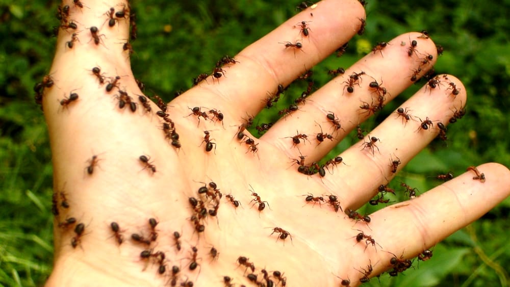 ilperfettoscono's tweet photo. The only ants that i want #AntexEcosystem #AntexCreations #IDO #PublicSale @Antex_Official https://t.co/gx07aMMspH