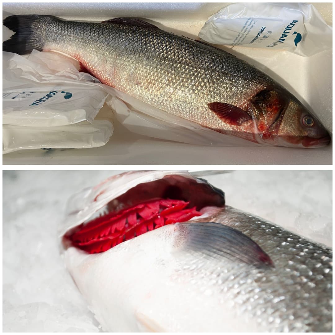 PickingMarket's tweet photo. ¡Vaya 5! ¡Nos referimos a esas increíbles lubinas de más de 5 kilos de @aquanariafish y por supuesto a esos magníficos 5 profesionales! 👏🔝🐟

¡Estamos deseando de ver las maravillas que harán los Chefs con estas lubinas excepcionales! 🍽️🔪

#PickingMarket #TDSGastro #Aquanaria https://t.co/6jONwhX4a0