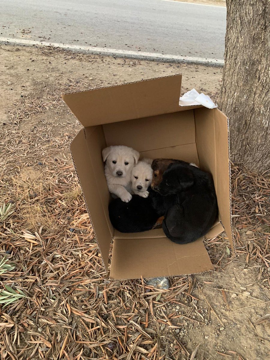 A60221023's tweet photo. estos bebés buscan hogar!! están en granada https://t.co/2c9GvvL4Xn