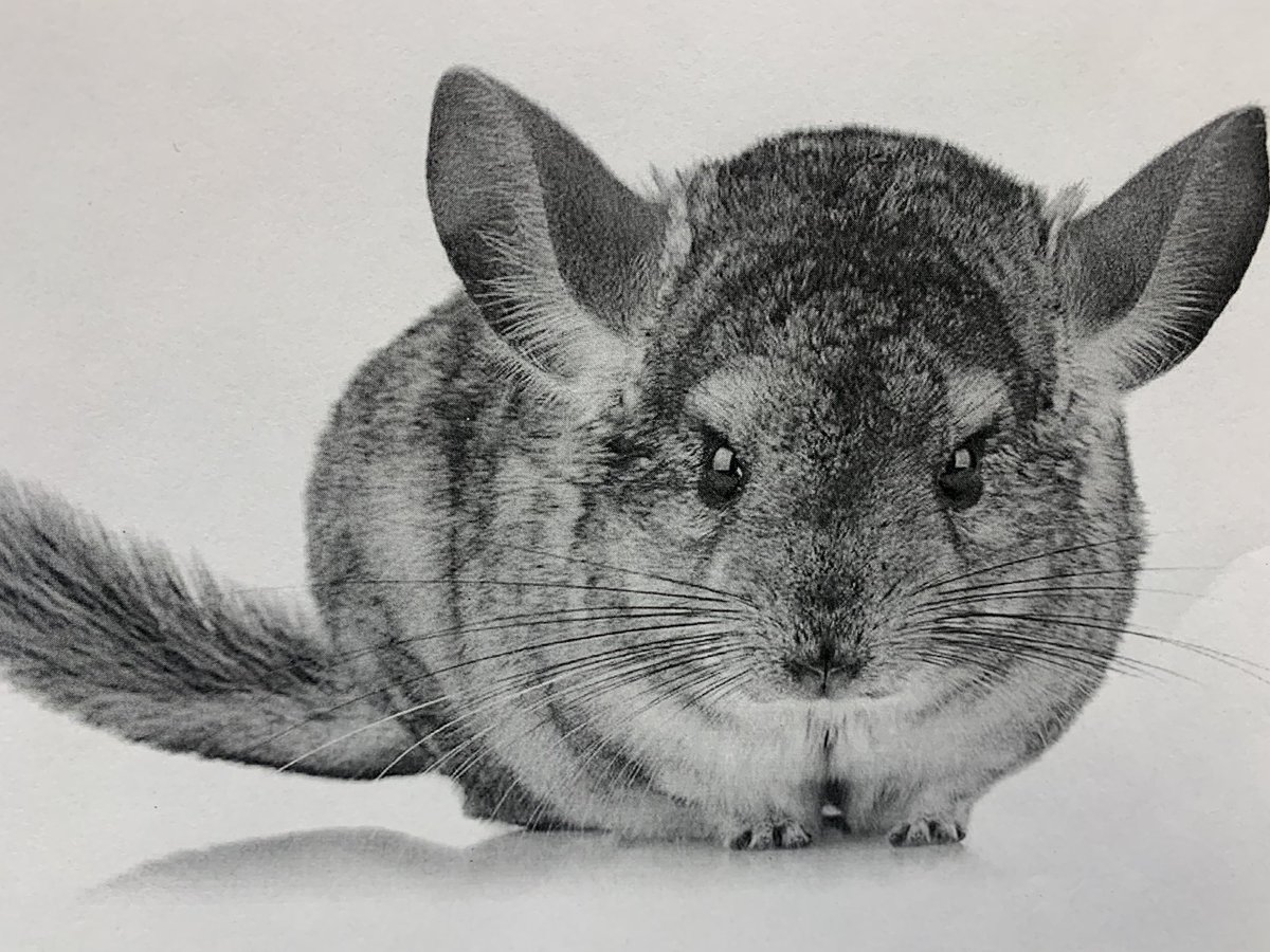HafCorbin's tweet photo. This Friday during One Lunch in the library…..Chinchilla Therapy! You’ve met our wonderful therapy dogs, now meet @LHS_Science25 cute, cuddly, silky soft and super chill chinchilla, Boo! @LHSEAGLESVA #chinchilla #snuggle #cute @FCPS1News @Fcps1Libraries https://t.co/5nUfurFchl
