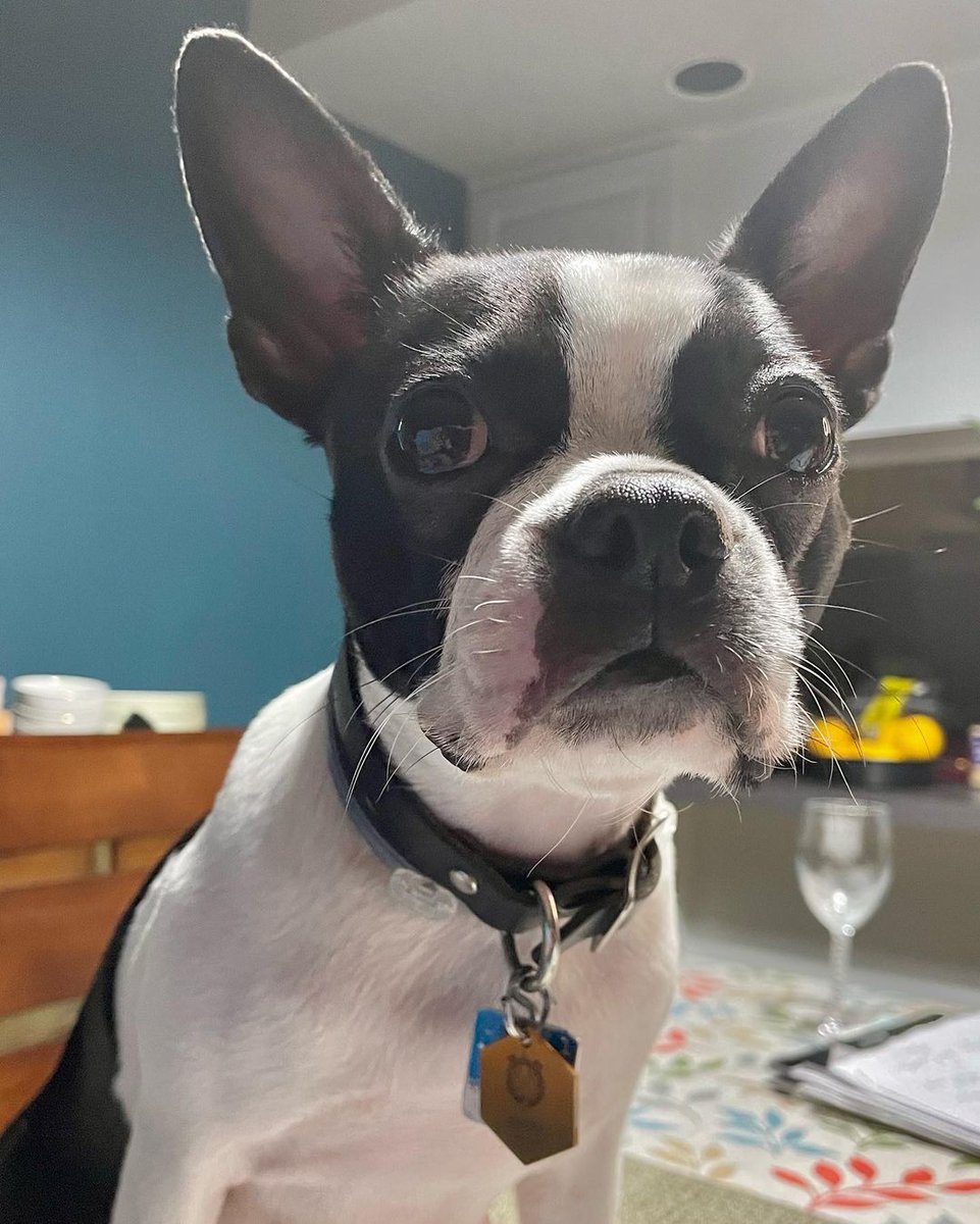 SellGeekLLC's tweet photo. Why yes, our custom dog tags are being used by dogs, too! 
Credit: IG - chocolatecylonmodels https://t.co/yM1RoOBDy6