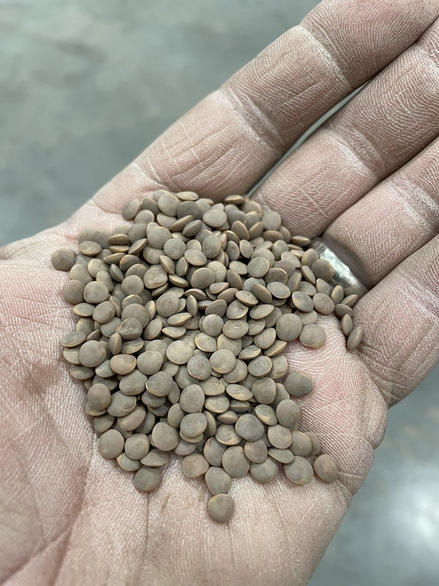 WiensSeedFarm's tweet photo. Now cleaning #CDCSimmie #lentils. Certified seed available for #seed22 #plant22 https://t.co/KbAzcnAen7