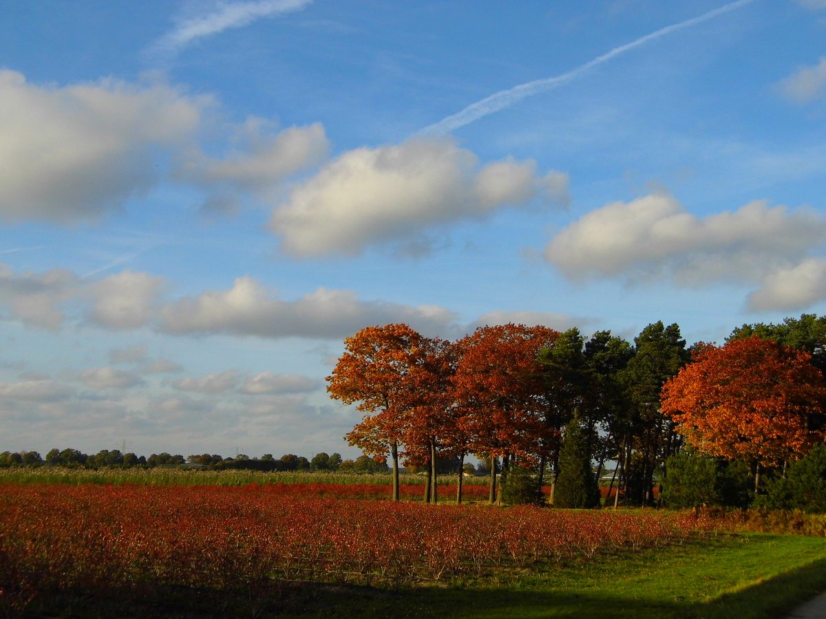 camerasnapshots's tweet photo. #nature #woodtree #Autumn #Colors #beautiful https://t.co/W1TcMPpuxb