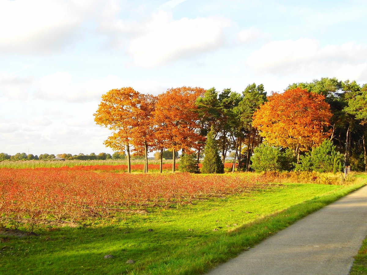 camerasnapshots's tweet photo. #nature #woodtree #Autumn #Colors #beautiful https://t.co/W1TcMPpuxb