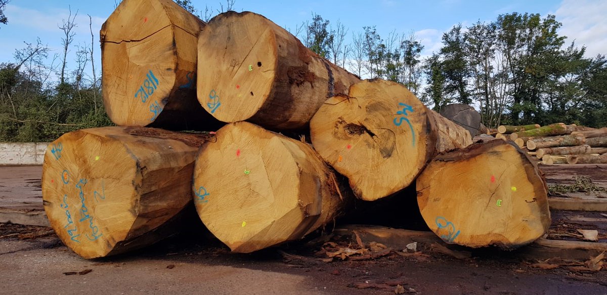 DucerfSA's tweet photo. [FEUILLUS D’AUTOMNE 🌳] La plus belle saison a démarré à la scierie Ducerf ! Dans un cadre poétique, nos grumes sont transformées avant l’hiver. Priorité du moment ? Le sciage des grosses épaisseurs ! ✂️

#ducerf #scierie #bois #boisdefrance #boisfrançais https://t.co/hnDEsF5glc