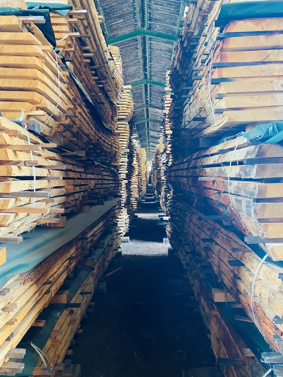 DucerfSA's tweet photo. [FEUILLUS D’AUTOMNE 🌳] La plus belle saison a démarré à la scierie Ducerf ! Dans un cadre poétique, nos grumes sont transformées avant l’hiver. Priorité du moment ? Le sciage des grosses épaisseurs ! ✂️

#ducerf #scierie #bois #boisdefrance #boisfrançais https://t.co/hnDEsF5glc