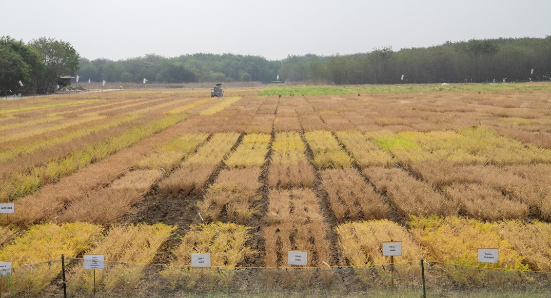 rajvarshney's tweet image. Excited to share our most awaited @Nature article on 3366 chickpea genomes- nature.com/articles/s4158…. 

Great work and excellent outputs from a massive collaboration of 57 researchers from 41 organizations across 10 countries.

#PressRelease from @ICRISAT