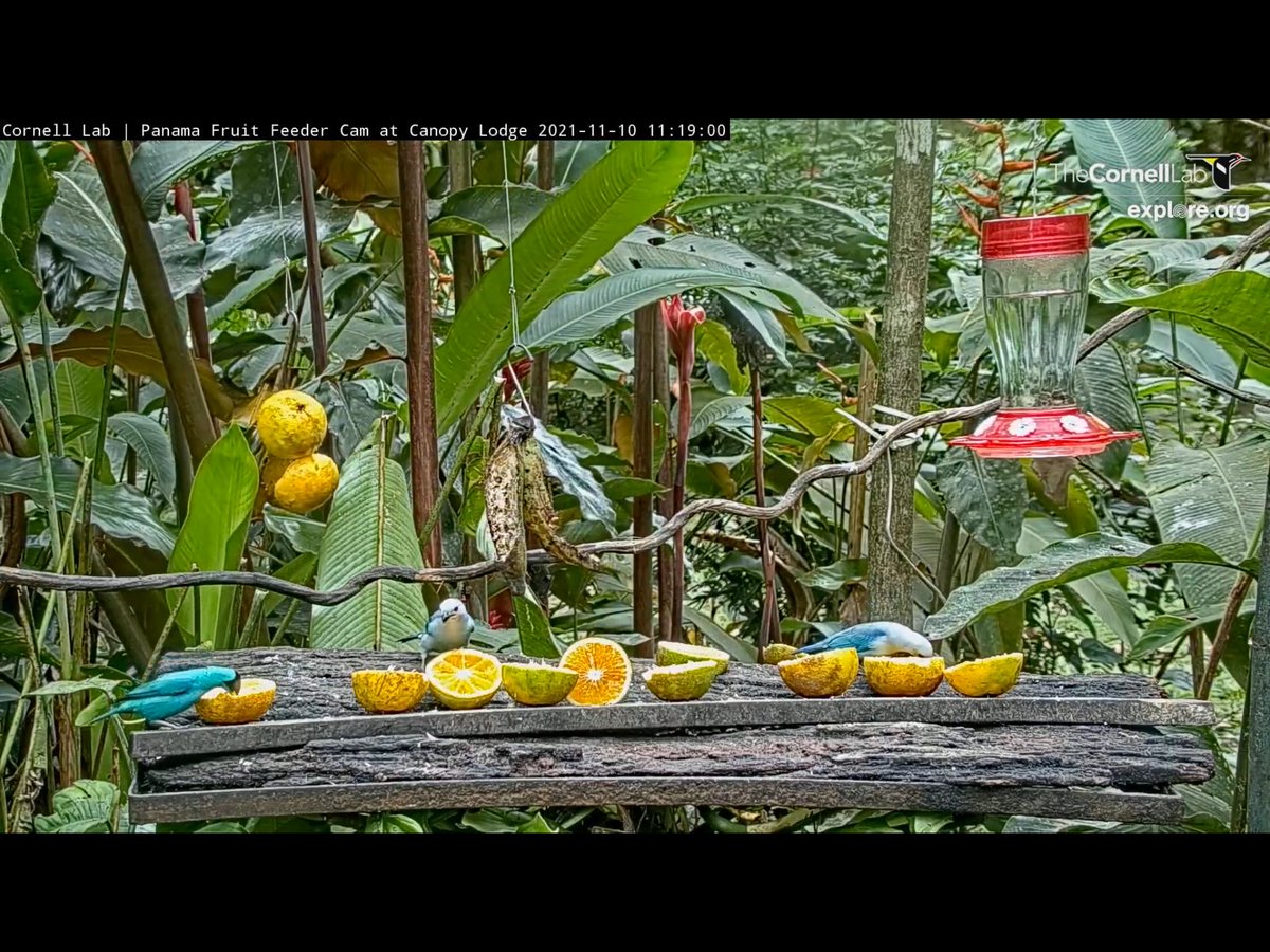 BadMoveNeil's tweet photo. A Green Honeycreeper and two Blue-grey Tanagers enjoy the oranges. ⁦@PanamaFeederCam⁩ https://t.co/i3g5GNnkX3
