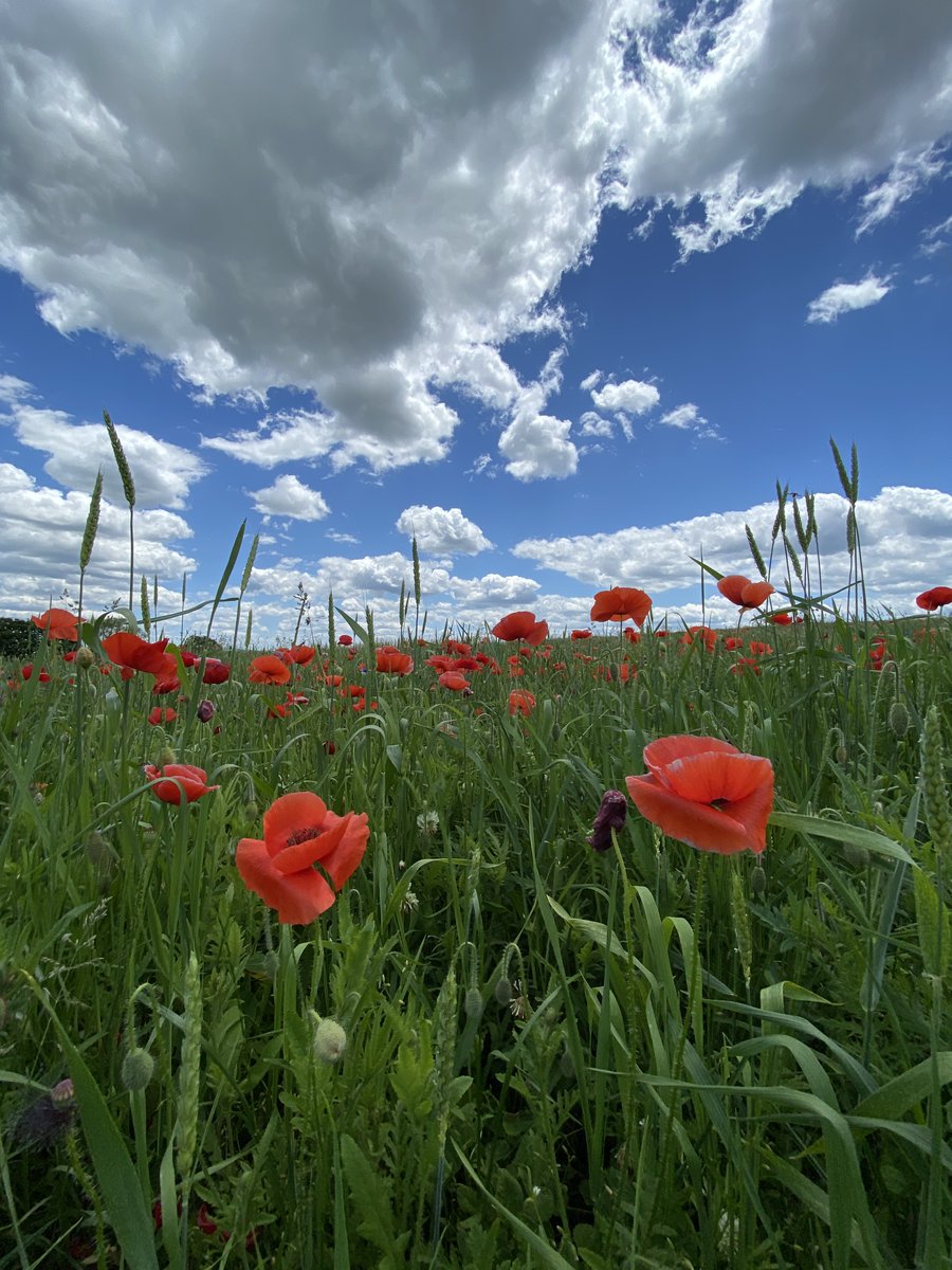 oak_spring's tweet photo. On #VeteransDay, #ArmisticeDay and #RemembranceDay, you’ll see the common poppy on many lapels. The flower became a symbol of remembrance when Canadian doctor John McCrae wrote the 1915 poem “In Flanders Fields”, after seeing poppies bloom across European battlefields during WWI. https://t.co/xgqez1UPuH