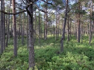 TPsuunnistus's tweet photo. Missä ajattelit avata kevään 2022 #suunnistus'kauden?

Pyrintö &amp; IF Åland järjestävät kilpailut 2.-3.4. Ahvenanmaalla. Lisäksi on 10 valmista harjoitusta. Kartoittaja ja ratamestari @antonkuukka, tähtilaatua siis 🌟

Lue lisää:
https://t.co/sWJBQIfPIM

#munseura https://t.co/Ot3WPkGXru