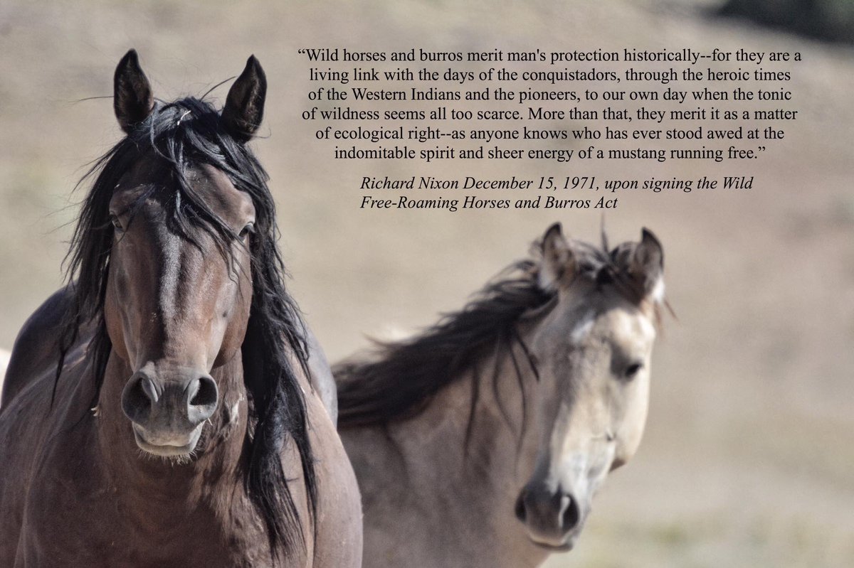 ClarkpjPamela's tweet photo. The Wild Free-Roaming Horses and Burros Act of 1971 meant to protect these iconic animals from capture, branding, harassment and death @POTUS @SecDebHaaland @StoneManning  Americans overwhelmingly support their protection on OUR public lands! #WildHorses #LetsDiscussTheCows https://t.co/TGtqfRe1Qq