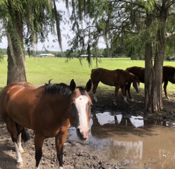 my mudpuppies https://t.co/DdQdlhOMXw