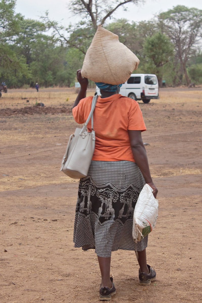 HOCICZW's tweet photo. 🌽We are currently distributing food in 28 wards of Lupane District, Mat-North under the joint #Lean #Season #Assistance with the #DepartmentofSocialDevelopment. 
 Our partnership with #GovernmentZW &amp; 
@WFP_Zimbabwe  is helping vulnerable people cope during the peak hunger period https://t.co/QApIGFTkZy