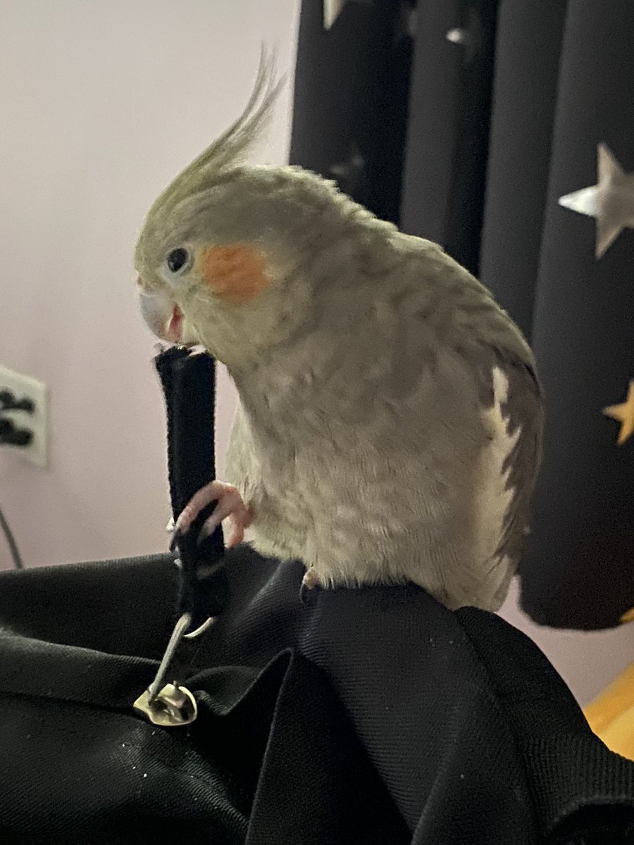 Leo 🦜🇨🇦❤️🐈‍⬛🌸 tweet media