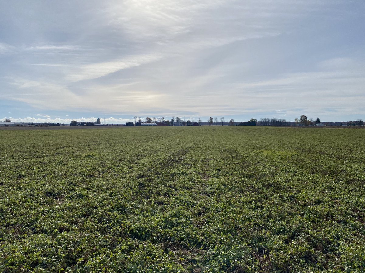 dfdymond's tweet photo. Soil sampling in this great catch of frost seeded clover. Wish it was this even every year. https://t.co/YF0ud1NHhn