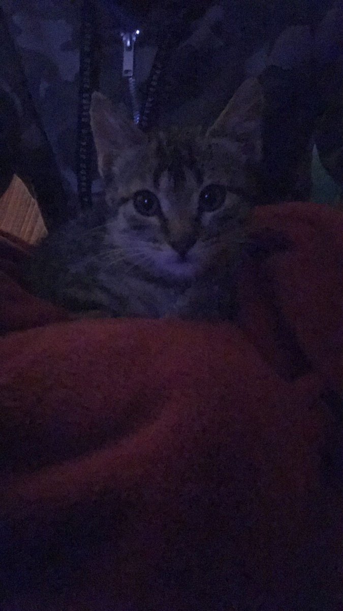 Adoptado!!!
Y con compi canino 😊😊
Ya puedes disfrutar de tu nuevo hogar pequeña. Te echaremos de menos!