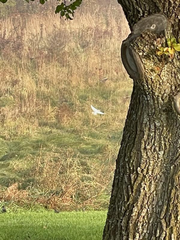 AlbanySWCD's tweet photo. District Technician, Tonnie Sauca, snapped this photo of a leucistic European Starling outside our office. Similar to an albino, this bird lacks pigment needed to color the feathers.  The recessive trait is rare making this find 1 in a million.  #TeamAlbanySWCD https://t.co/FWyOYoiqjZ