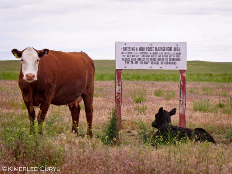 ClarkpjPamela's tweet photo. BLM is suppose to manage and protection our #WildHorses @POTUS @SecDebHaaland @StoneManning What has BLM done - 2 Million cattle graze on public lands compared to 80 thousand wild horses! #LetsDiscussTheCows https://t.co/21Lp867r1v