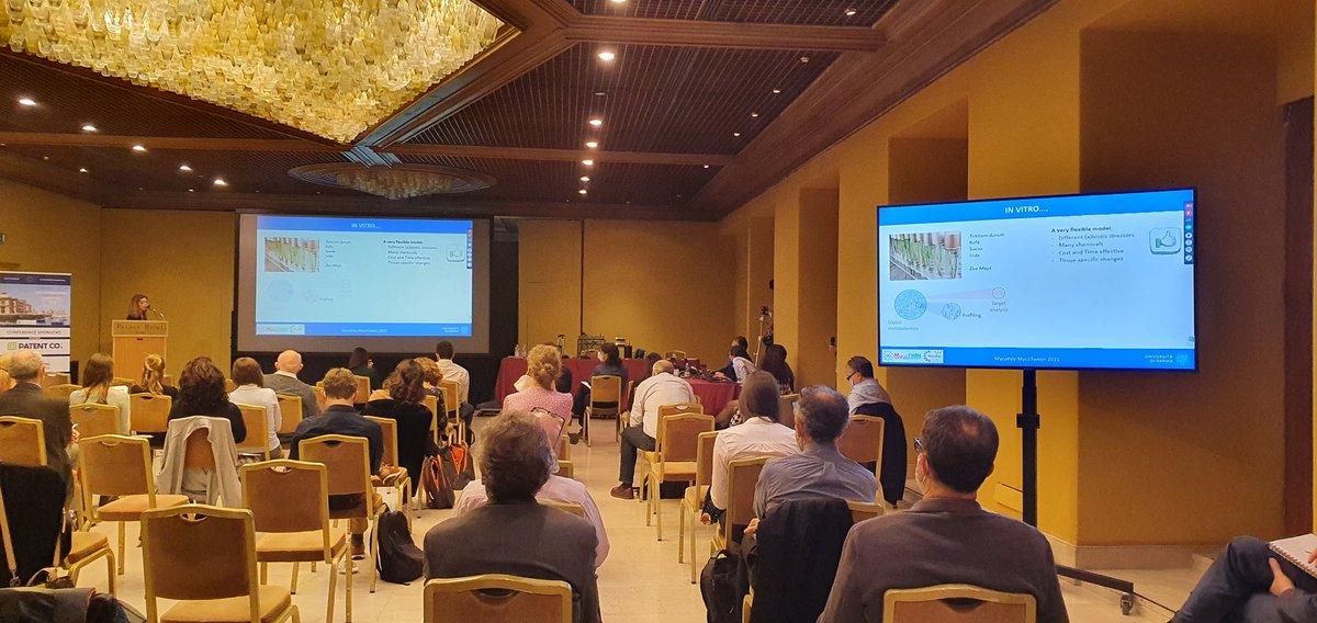 RudolfKrska's tweet photo. Another great talk delivered by @chiara_dallasta on the exploration of secondary #metabolites and #Triticum #biodiversity at the fantastic @MycoTwin workshop in #Bari, #Italy
@unipr 
@Mycokey_eu https://t.co/uYVmgaeijC