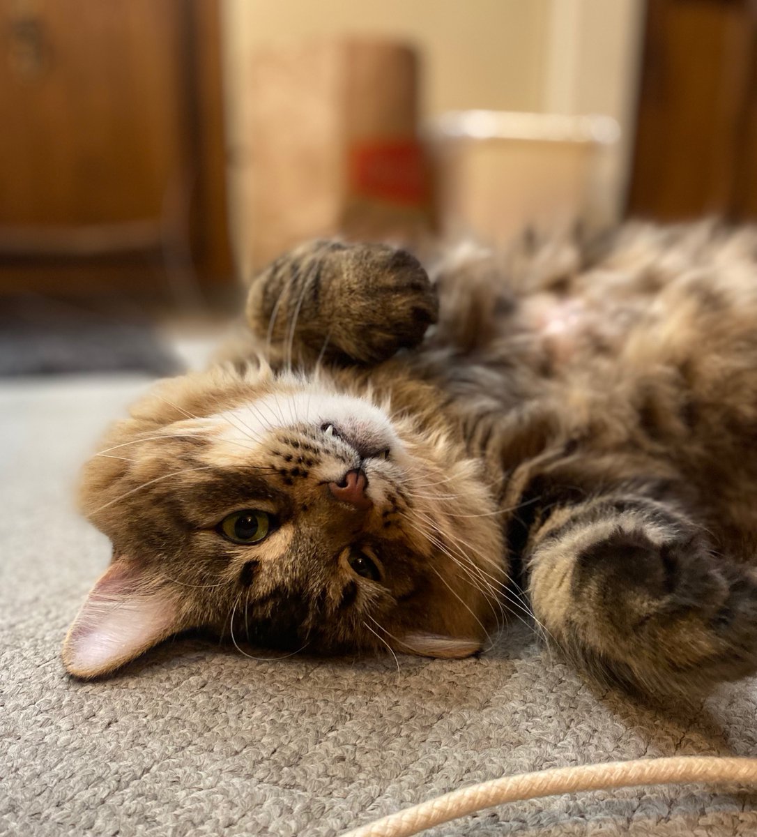 everlightsolar's tweet photo. Mid-week Heart Melt 🧡
Hi, I'm Beckett! My human is Madeline, a SME Recruiter at Everlight🍁
Hi, we are Hilary's girls. Hilary is a Recruitment Assistant at Everlight🐓
Hi, I'm Houdini. My human is Gabrielle, a Marketing Assistant at Everlight🐱
#EverlightPets #November https://t.co/NrcHa73P9P