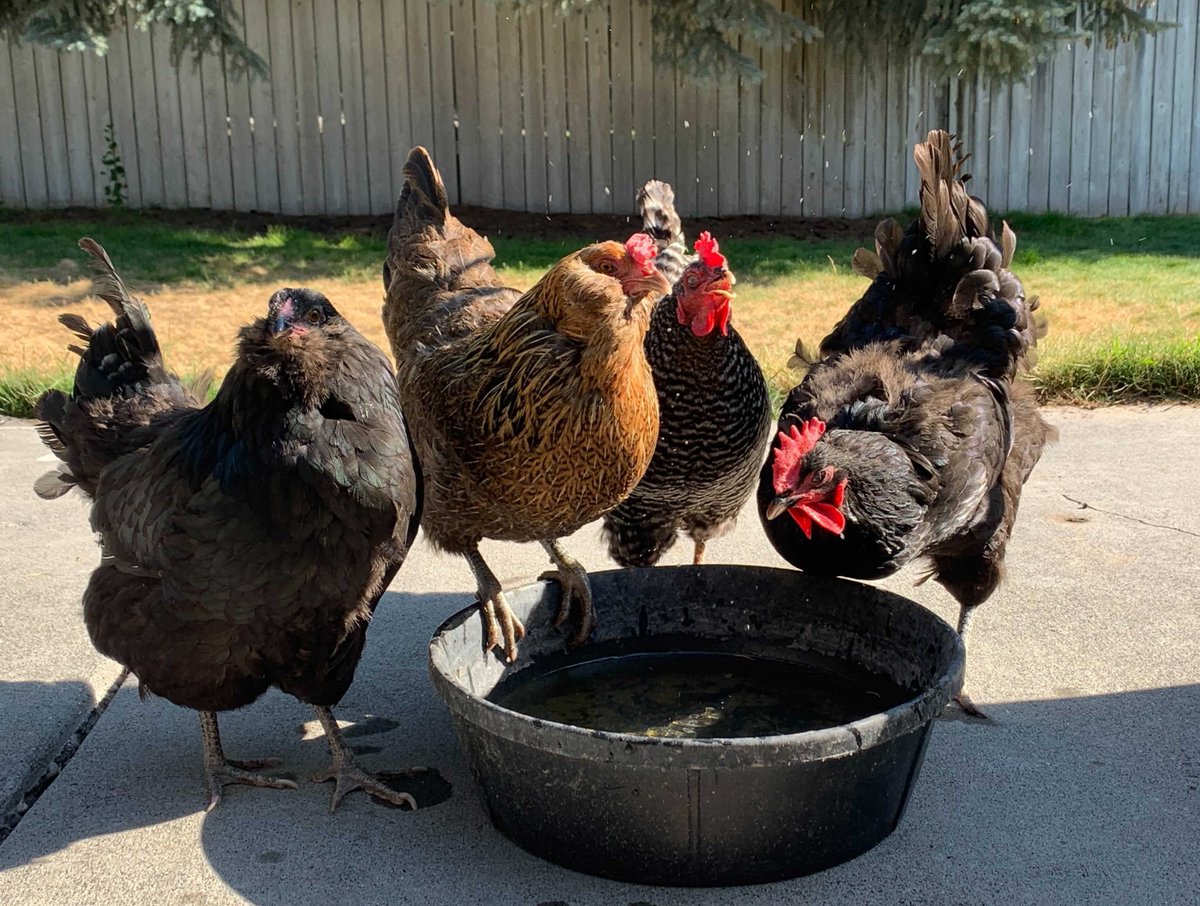 everlightsolar's tweet photo. Mid-week Heart Melt 🧡
Hi, I'm Beckett! My human is Madeline, a SME Recruiter at Everlight🍁
Hi, we are Hilary's girls. Hilary is a Recruitment Assistant at Everlight🐓
Hi, I'm Houdini. My human is Gabrielle, a Marketing Assistant at Everlight🐱
#EverlightPets #November https://t.co/NrcHa73P9P