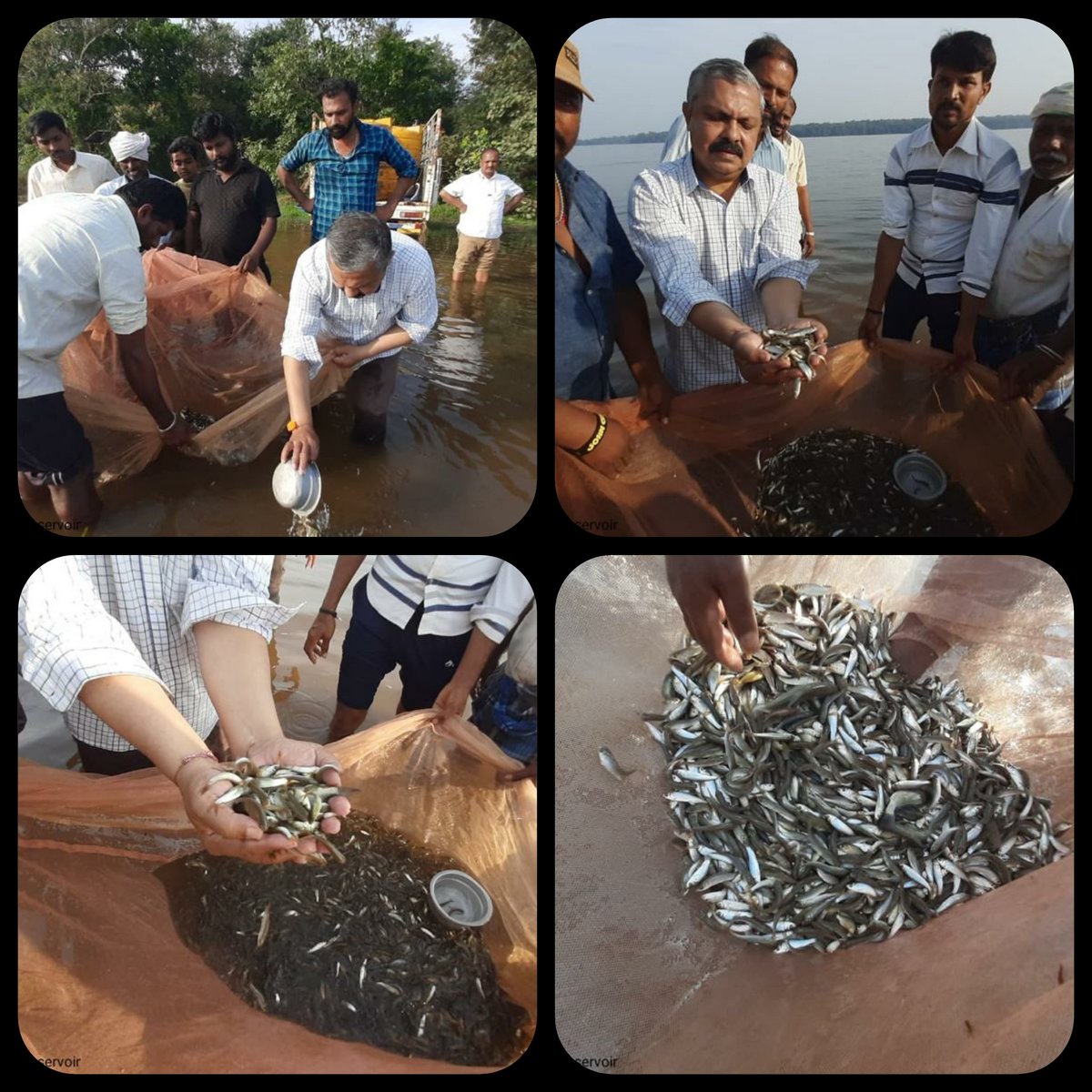 U_K_FISH's tweet photo. ಉತ್ತರ ಕನ್ನಡ ಜಿಲ್ಲೆ ಮುಂಡಗೋಡು ತಾಲ್ಲೂಕಿನ ಧರ್ಮಾ ಜಲಾಶಯದಲ್ಲಿ ಬಲಿತ ಮೀನು ಮರಿಗಳನ್ನು ದಾಸ್ತಾನು ಮಾಡಲಾಯಿತು.@dof_kar https://t.co/CsYYzvqaVg