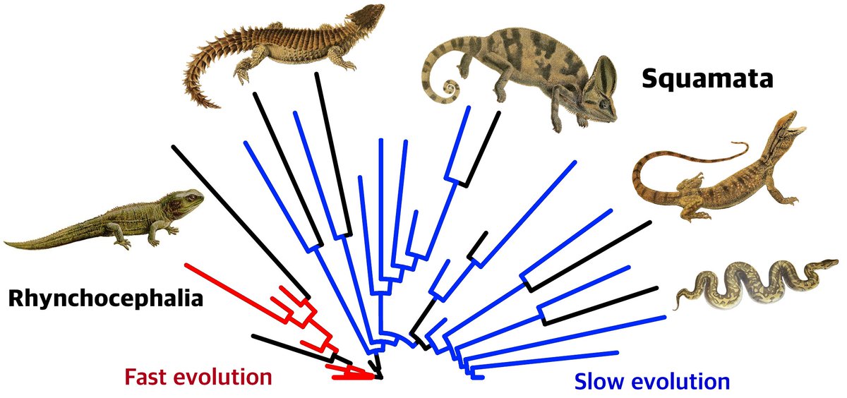 Check out our new paper 'Slow and fast evolutionary rates in the history of lepidosaurs' onlinelibrary.wiley.com/doi/10.1111/pa… @ThePalAss Surprisingly, the extinct relatives of the #tuatara evolved rapidly in the Mesozoic 🦎📈, whereas extinct #lizards and #snakes evolved slowly! 🐍🦎📉