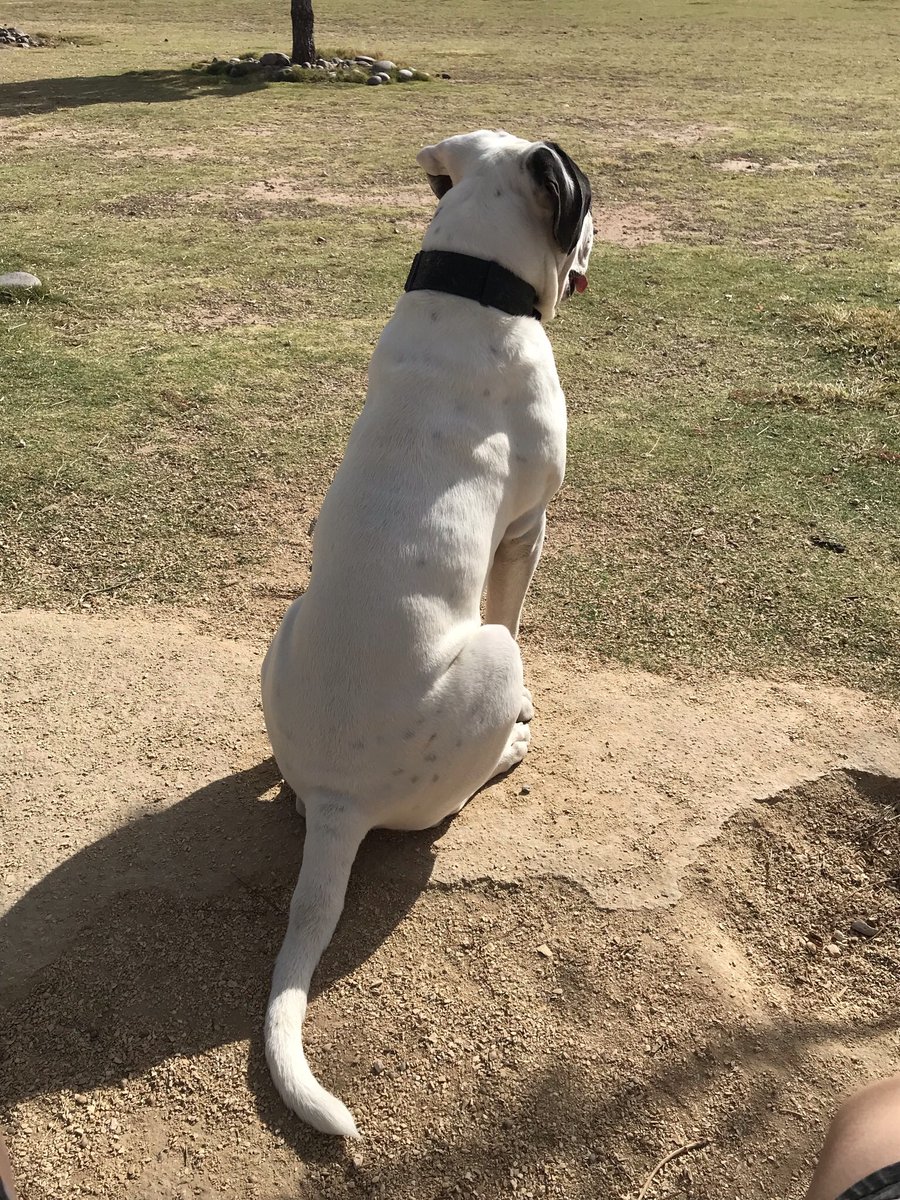 Jdaniel915's tweet photo. Longhorn Judah of Big Sky 💯#johnsonamericanbulldog https://t.co/rtbrjBqMOz