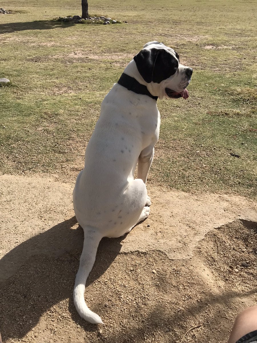 Jdaniel915's tweet photo. Longhorn Judah of Big Sky 💯#johnsonamericanbulldog https://t.co/rtbrjBqMOz