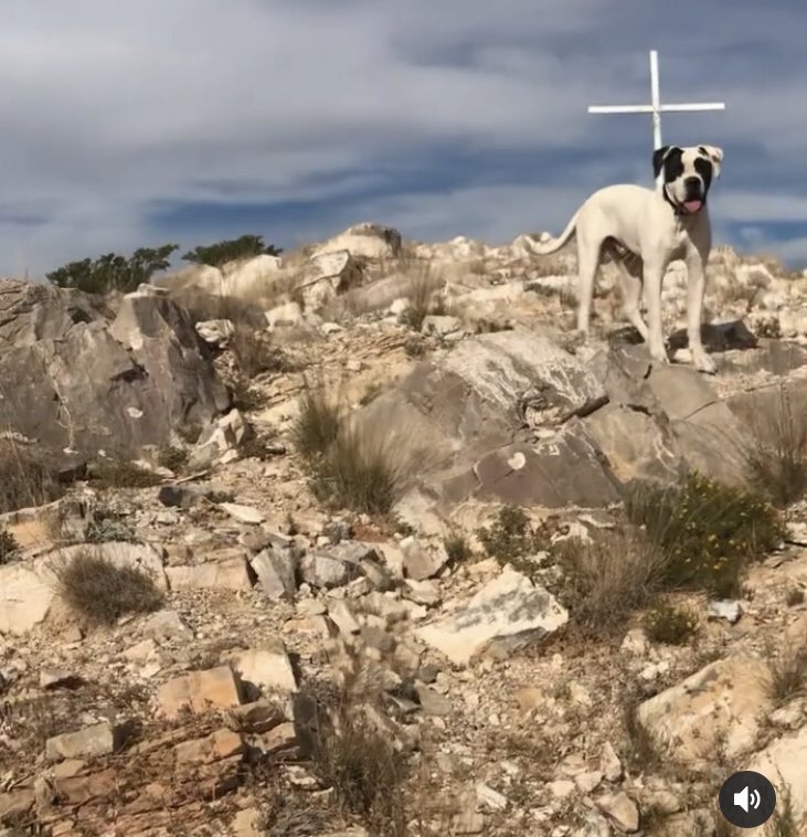 Jdaniel915's tweet photo. Longhorn Judah of Big Sky 💯#johnsonamericanbulldog https://t.co/rtbrjBqMOz