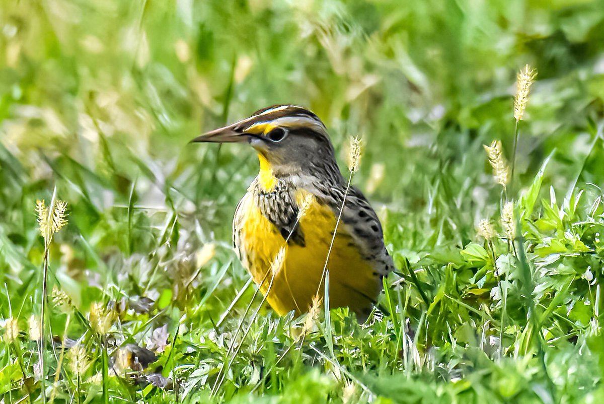 A pop of yellow in the grass! #easternmeadowlark #birdwatching #WildlifeWednesday #nature 
📍Governors Island #NYC