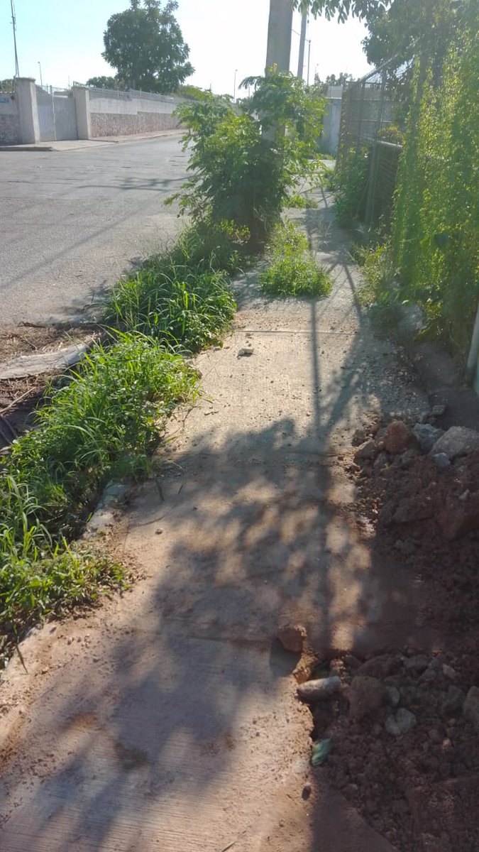 Omargalaz's tweet photo. Por este medio, se solicita la intervencion del 
@AyuntaMerida
@RenanBarrera
@MauVila , para gestionar la limpieza de la maleza; que cubre las aceras lo cual dificulta caminar en ellas. Calle 29a x 10a y Col. San pablo ote. Gracias https://t.co/qDjx4IqNNX