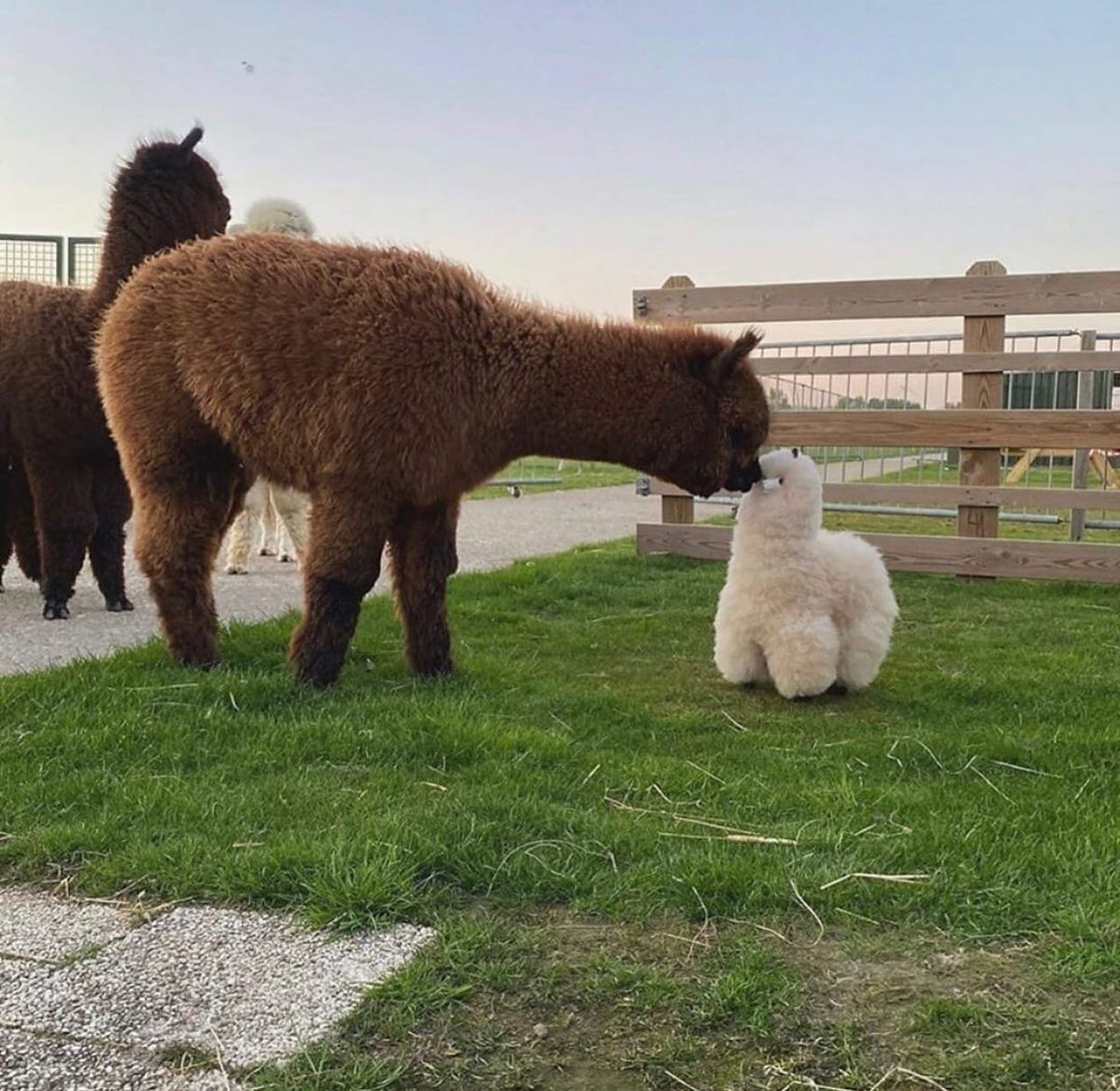 посмотрите как мило