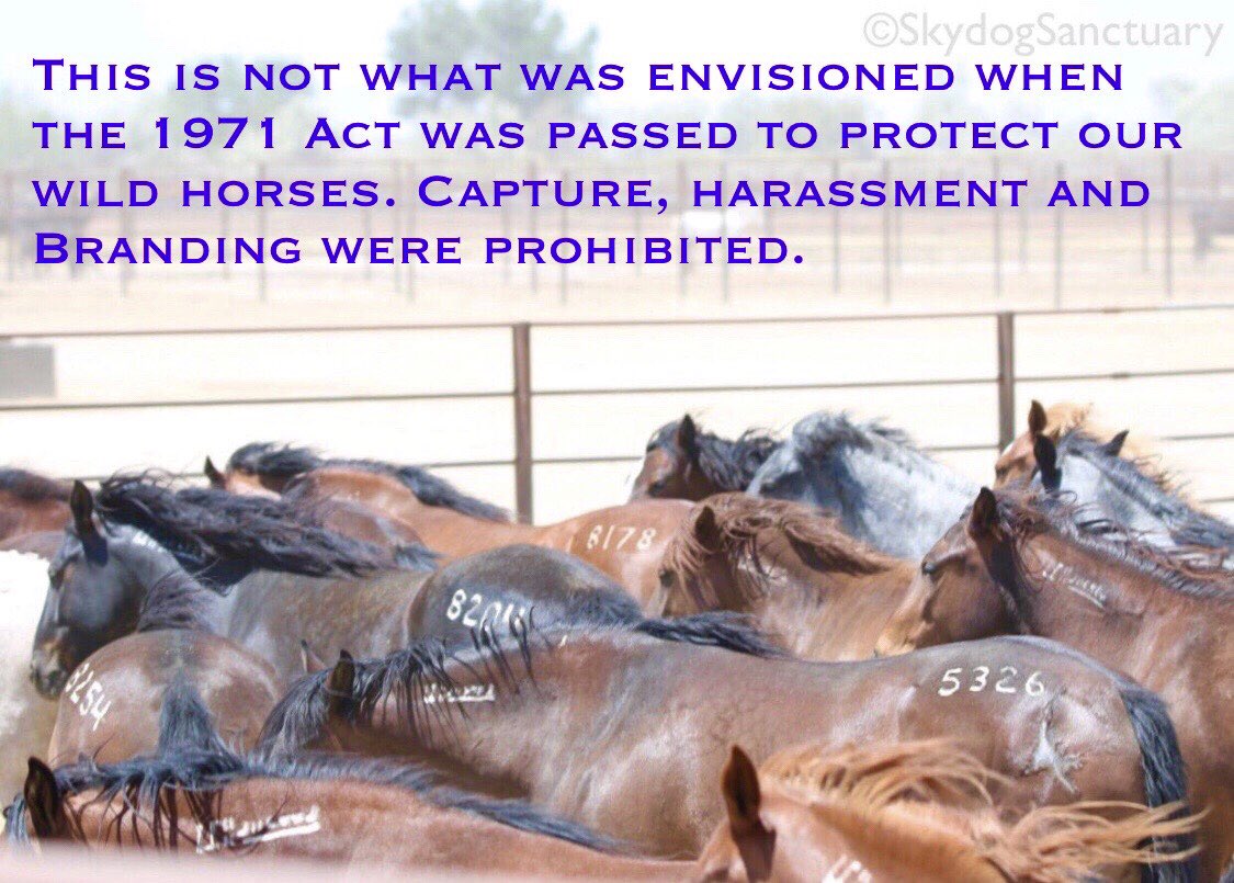 ClarkpjPamela's tweet photo. BLM holds 51,697 #WildHorses and burros off range at a cost of over $50 Million a year spending over 7 Million for removals WHY? @POTUS @SecDebHaaland @StoneManning Private livestock outnumber wild horses at least 200 to 1 on public land! #LetsDiscussTheCows https://t.co/GpHvASlcqG