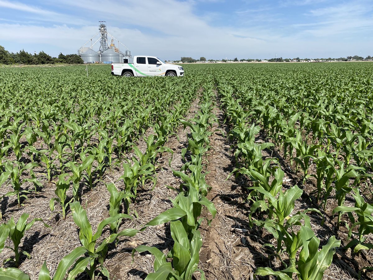 alexiscabreraa's tweet photo. Soluciones Summit Agro            #Fierce                            #Campaña2122                                    📍Zona Canals, Córdoba. 45 DDA https://t.co/N7PFmyLwa8