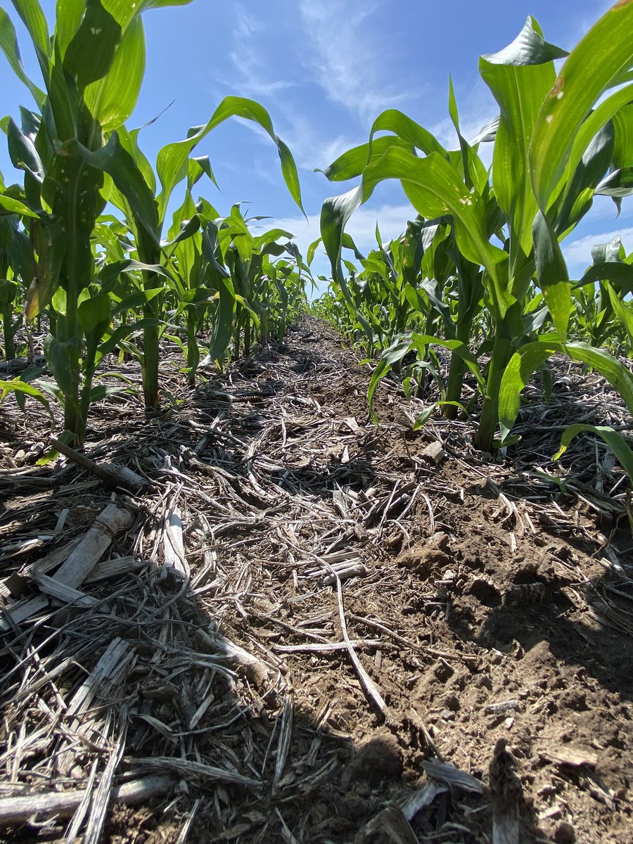 alexiscabreraa's tweet photo. Soluciones Summit Agro            #Fierce                            #Campaña2122                                    📍Zona Canals, Córdoba. 45 DDA https://t.co/N7PFmyLwa8