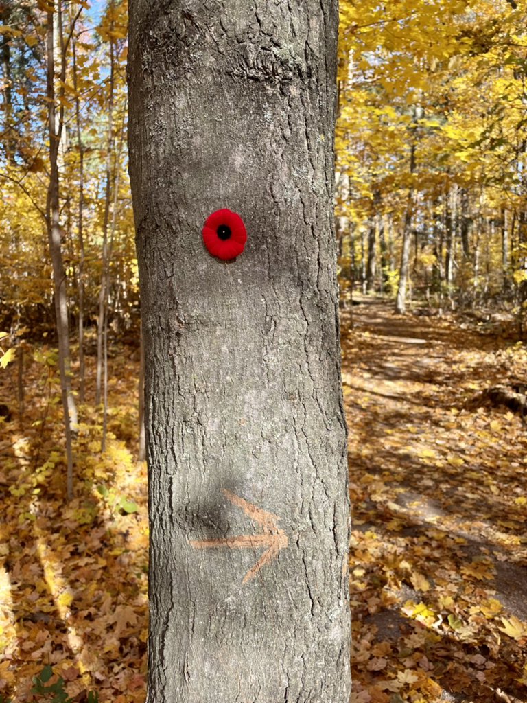 Grade3EFI's tweet photo. Hard work and beautiful day ☀️ call for a Nature Walk! @StCofA_HCDSB https://t.co/bGWjxkc2zg