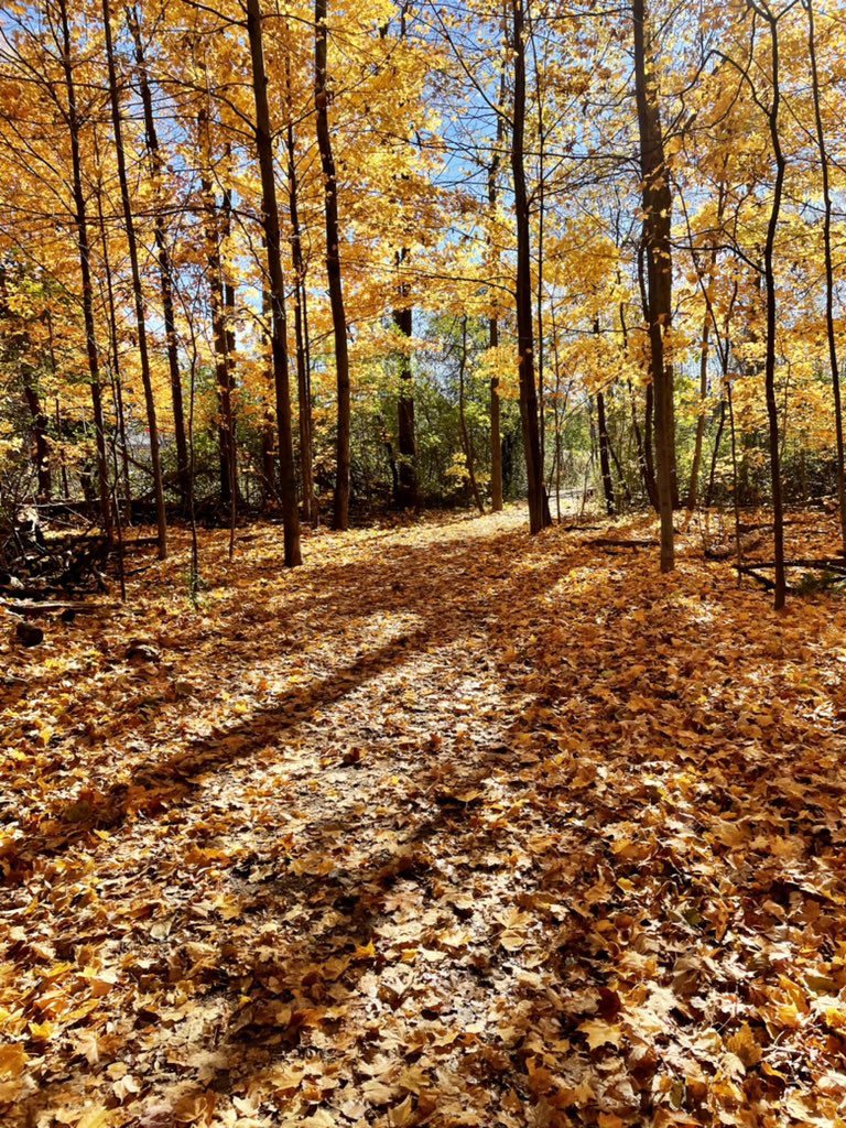 Grade3EFI's tweet photo. Hard work and beautiful day ☀️ call for a Nature Walk! @StCofA_HCDSB https://t.co/bGWjxkc2zg