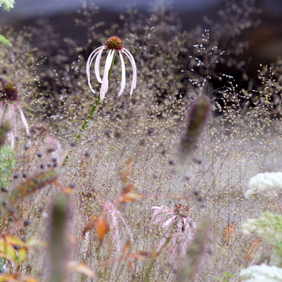 ProjGivingBack's tweet photo. We love this Britt Dyer Photo. 

That is all. 

#projectgivingback #gardendesign #gardening #gardener #charity #charitiesuk https://t.co/aNHyBujQTH