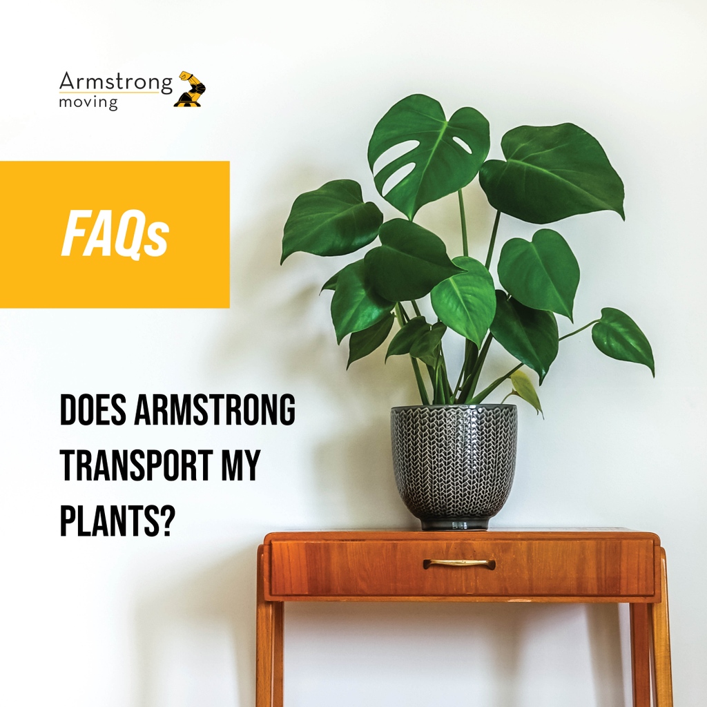 armmove's tweet photo. Armstrong will move plants, however, due to their delicate nature we do so at the owner’s risk.
#ArmstrongMoving #movingtips #plants #planttransport #movingplants #moving #relocation #familymove #corporatemove #movingservice #movinginfo https://t.co/w4f5hTXNfa