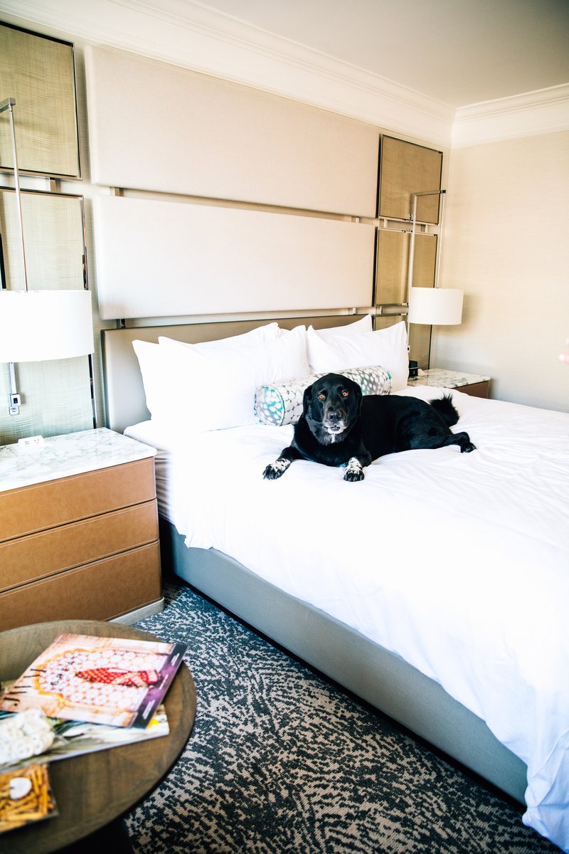 Can we interest you to bring your best friend along on your luxury Denver trip?