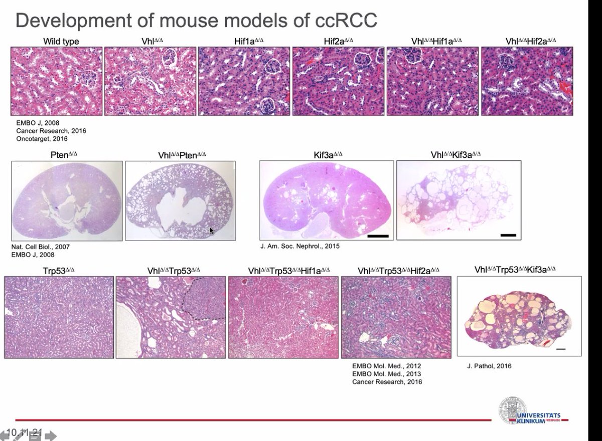 DrChoueiri's tweet photo. It was a pleasure hosting at the @DanaFarber #LankCenter @DanaFarber_GU Dr. Ian Frew from @BIOSSFreiburg to talk about kidney cancer mouse models.
@AtishChoudhury @BradMcG04 @mishabeltran @VincentWenxinXu @CharleneMantia @LAStransky @jberchuck @MichelleDunno17 @srviswanathan https://t.co/iJc8uwXMTo