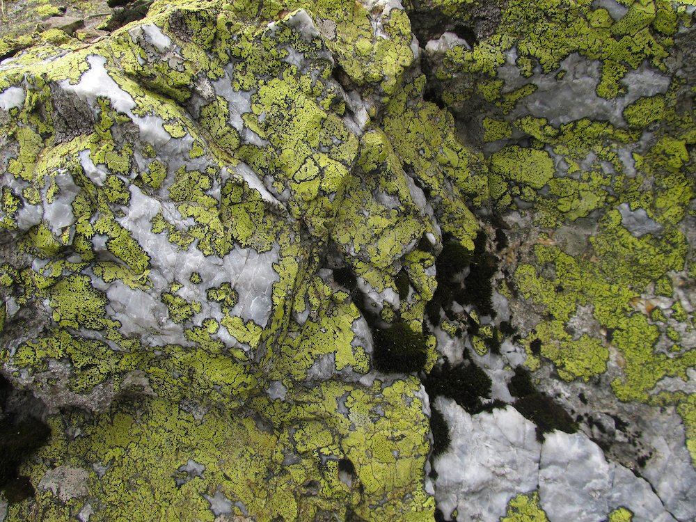 GlobalEurope's tweet photo. Read about plant worlds in @europenowjrnl latest: Colonial dominion in #plant classification, more-than-human wisdom in poetic #lichen-ness, goal-directed #plantmovement, & how #BotanicalArt participates in elucidating vegetal lifeworlds. #posthumanism
https://t.co/WTgpWNrT0l https://t.co/vvW5NmtApK