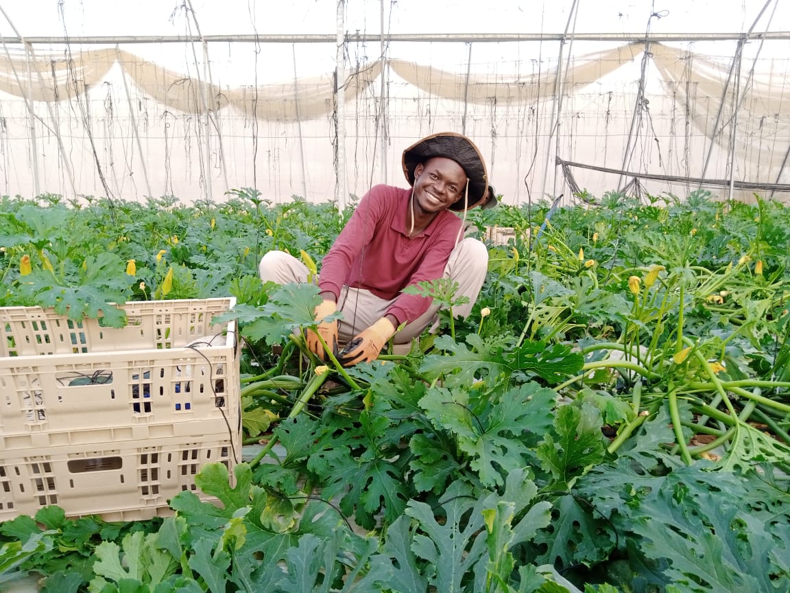 UoNDOS_Careers's tweet photo. @uonbi Faculty of Agriculture Students Emmanuel Onditi, Felix Odegi and James Mwangi at the Idan Moshav Harvesting and Threshing cucumber. @UONDeanStudents @vcuonbi
@UoNDvcaa

#LearningbyDoing https://t.co/uHA3qZHvnr